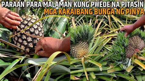 Masarap Pitasin Ang Mga Prutas ni Lodi .